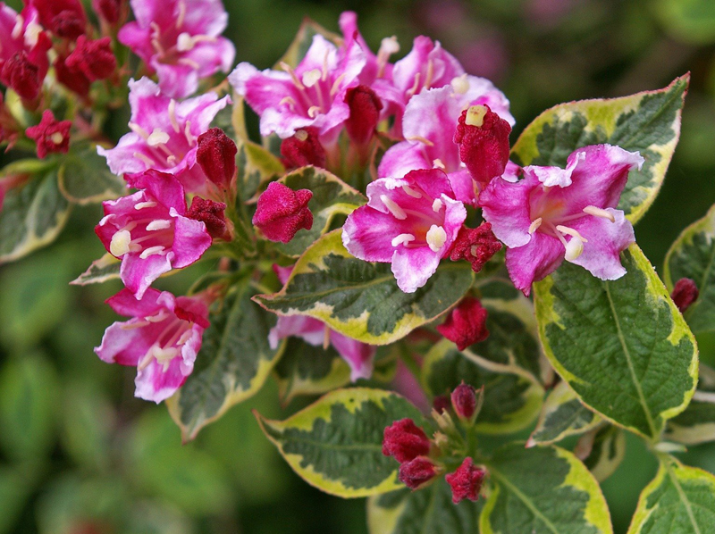 Different Types of Weigela