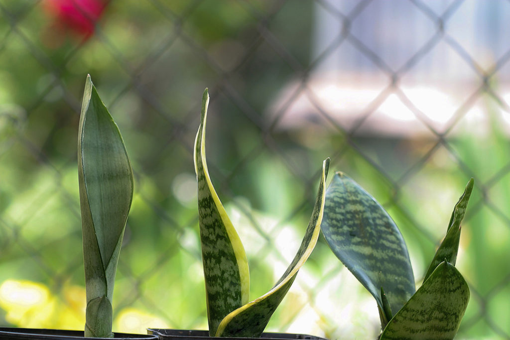 Snake Plant: All about Snake Plant Care, Propagation & More