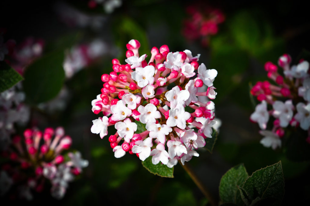 Viburnum: Characteristics & Care Guide