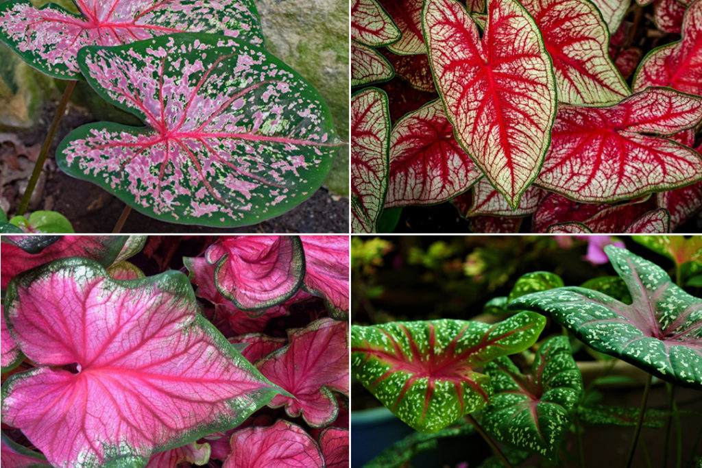 Caladiums: Propagation, Growing & Care of Caladiums & More