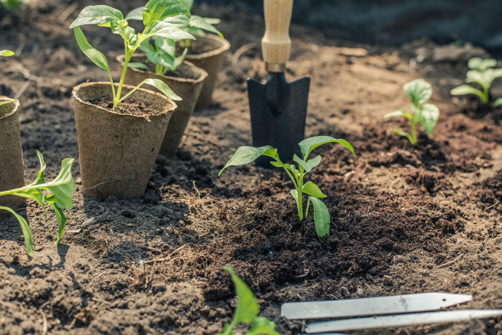 How To Plant A Shrub In The Ground