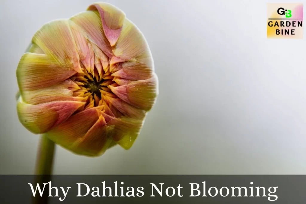 Why Dahlias Not Blooming