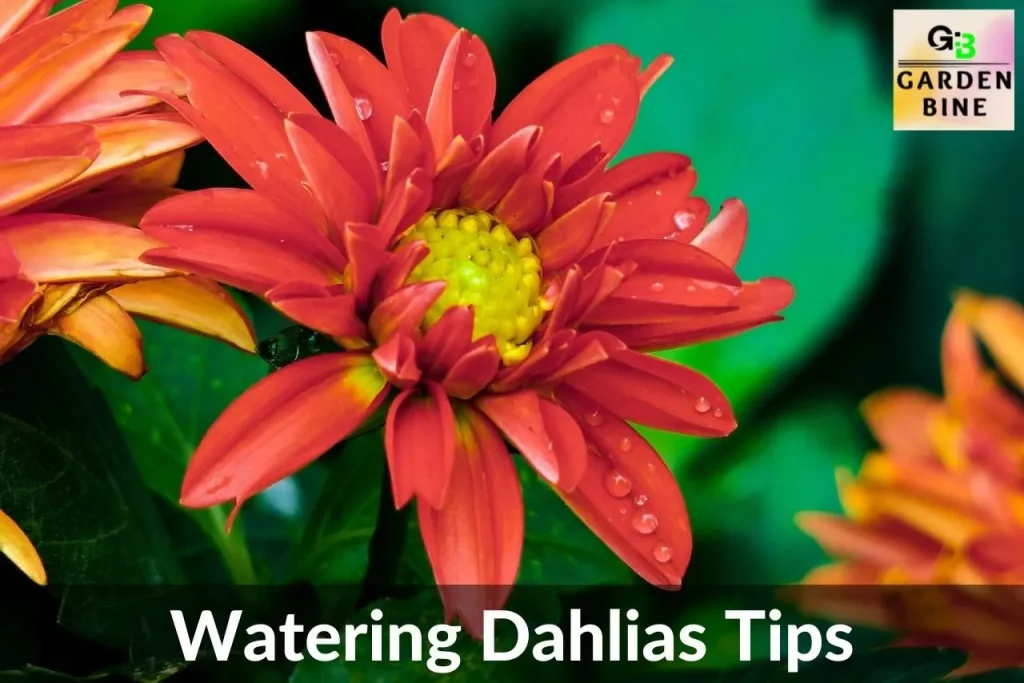 Watering Dahlias: Tips Related To Watering Dahlias