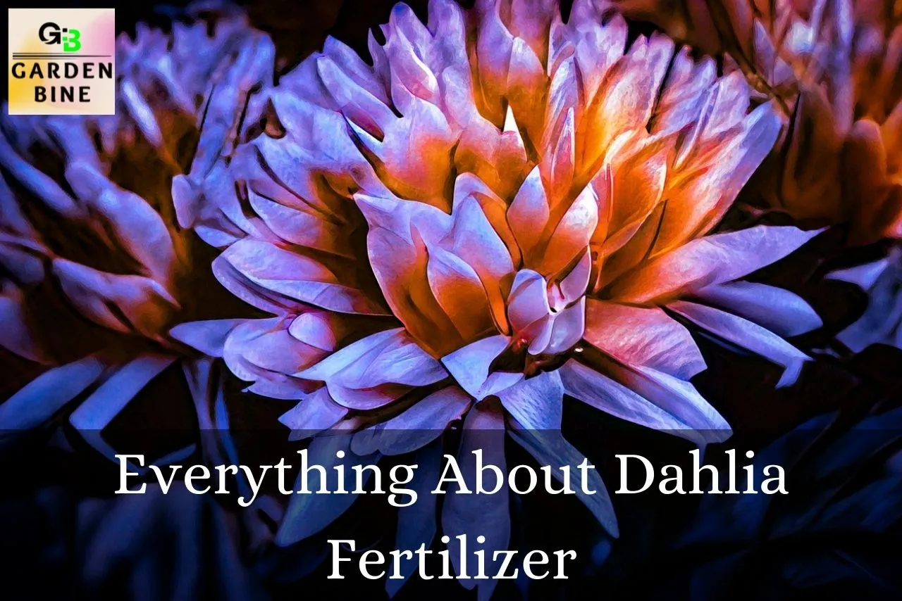 Fertilizing Dahlias: Everything About Dahlia Fertilizer – Garden Bine