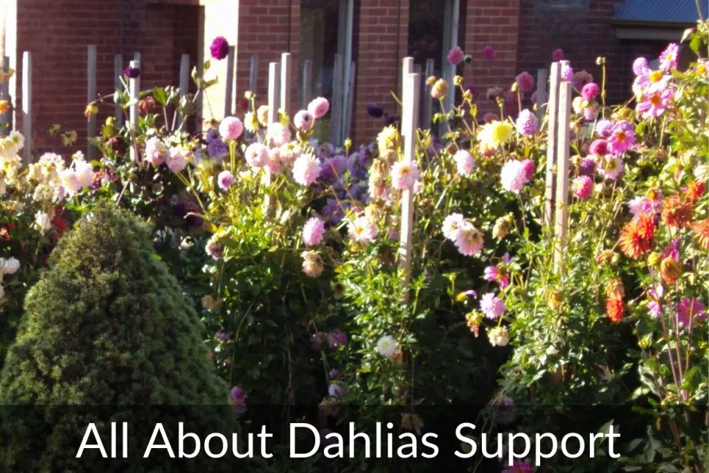 Is It Necessary To Support Dahlias?