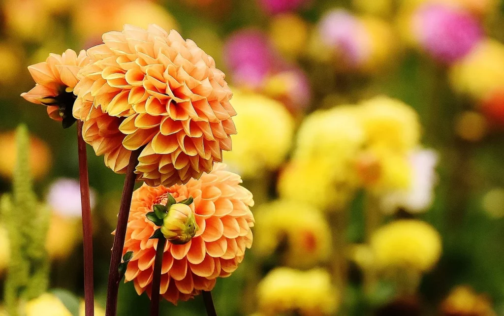 Tips Before Planting Dahlias