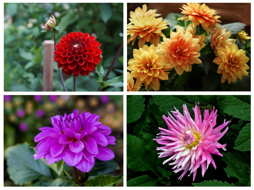 An Ultimate Guide For Dahlias