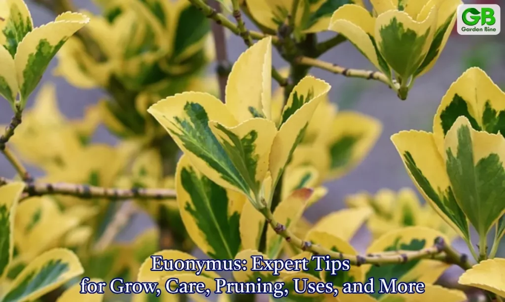 https://www.gardenbine.com/wp-content/uploads/2023/12/Euonymus_-Expert-Tips-for-Grow-Care-Pruning-Uses-and-More-1024x614.webp