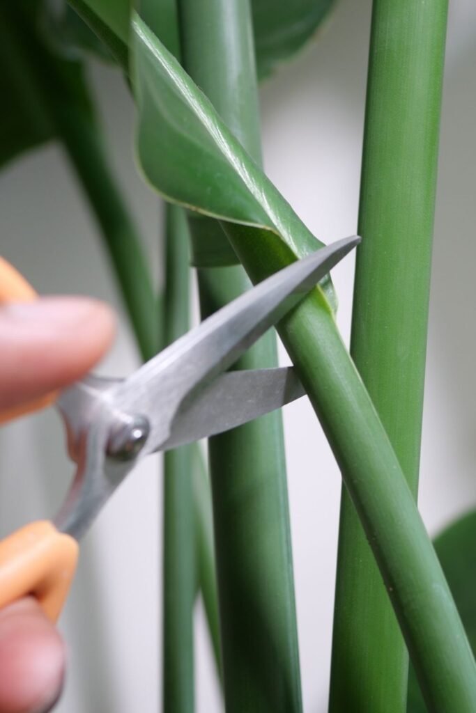 Which Plants Need Rest Instead of Pruning