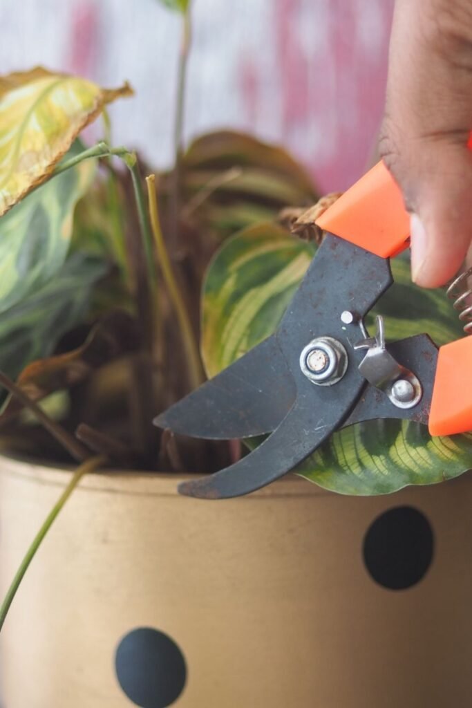 Winter Timing Matters for Pruning