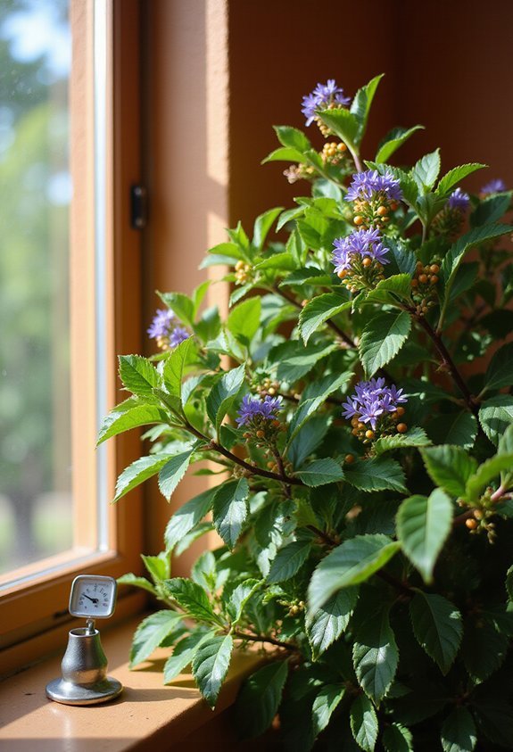 bright warm ideal duranta conditions