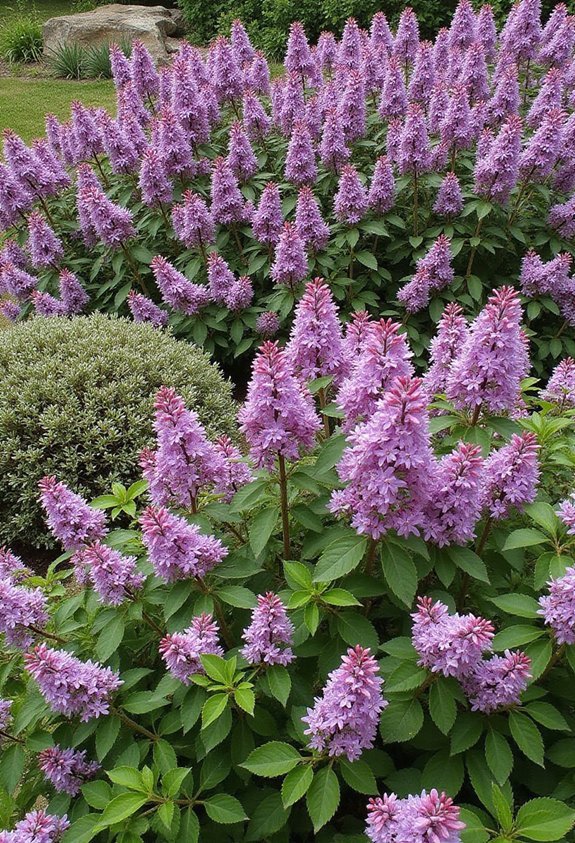 fragrant sun loving blooming deer resistant