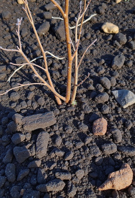 insulating protective organic mulch benefits