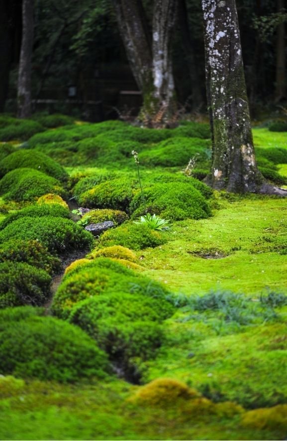 Moss Gardens: Soft, Shade-Tolerant Alternatives