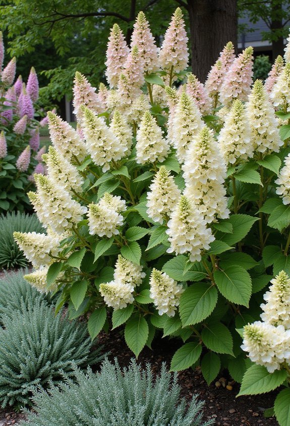 versatile cone shaped resilient modern hydrangeas