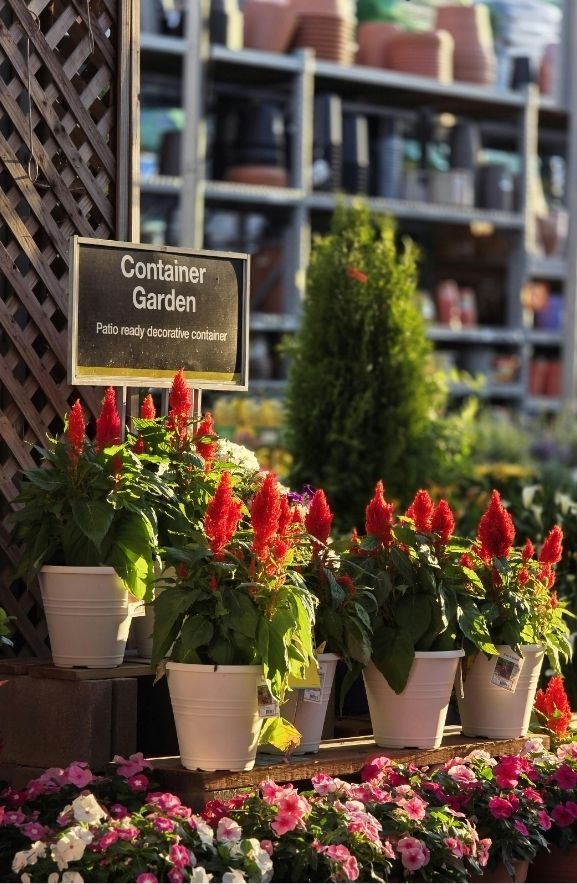 Best Plants for Container Gardening