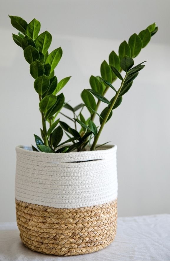 Choose Your First Plant