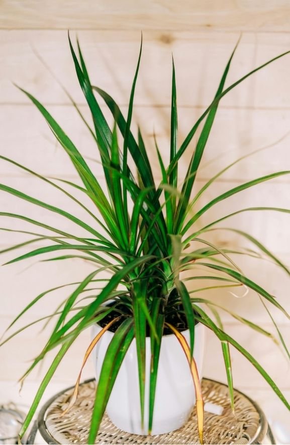 Dracaena