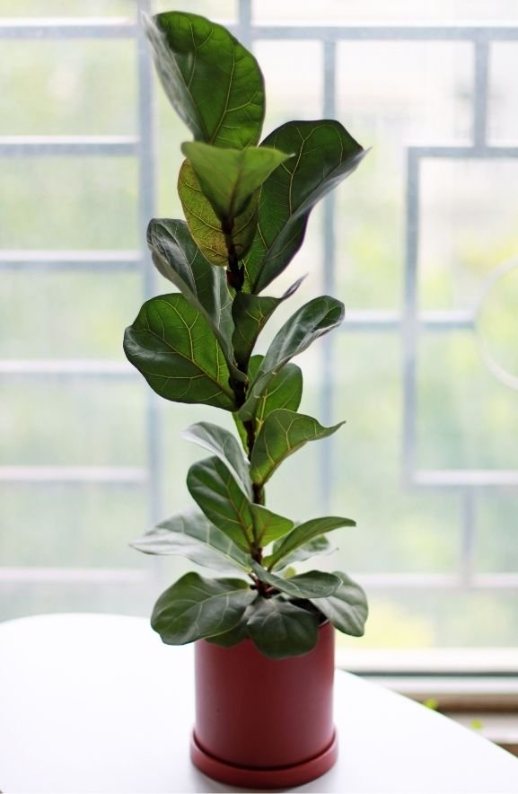 Fiddle Leaf Fig
