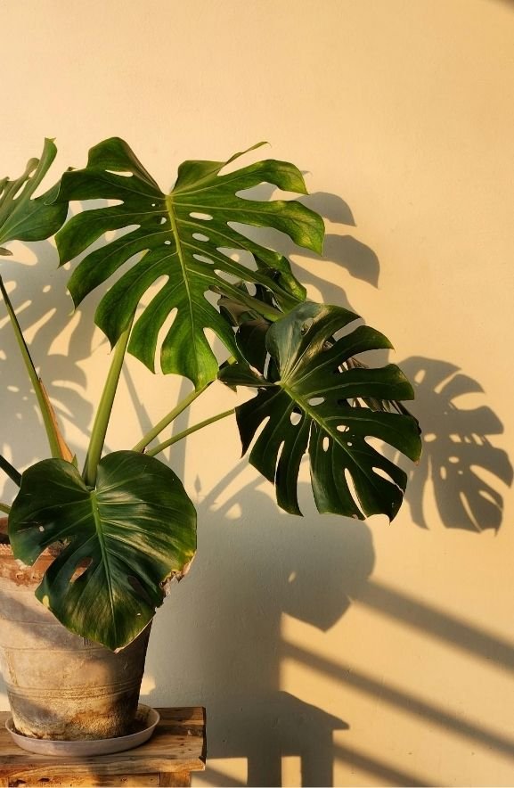 Monstera