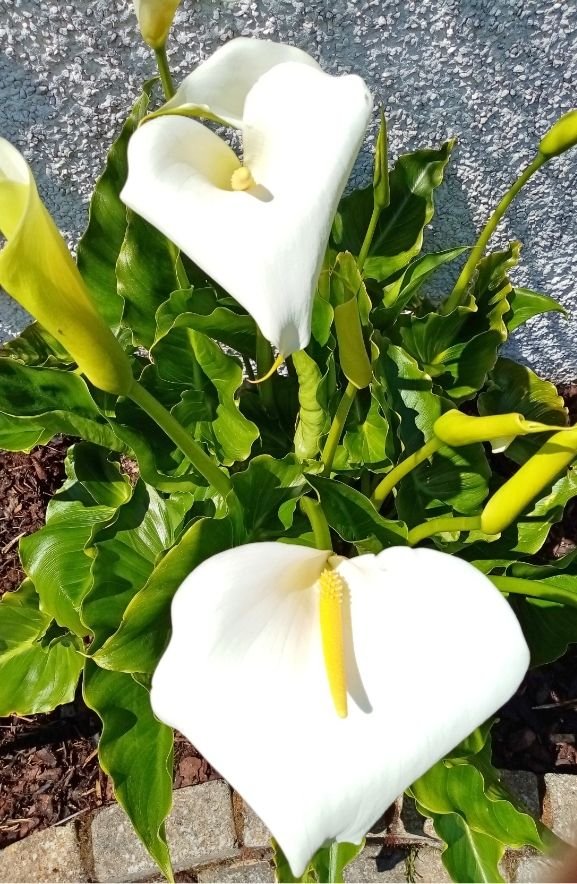 Peace Lily