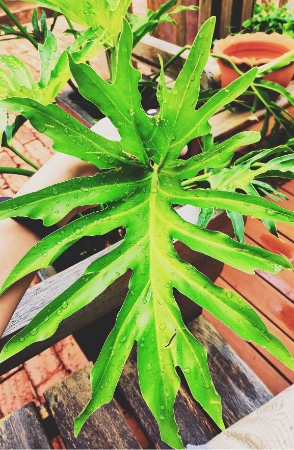 Philodendron
