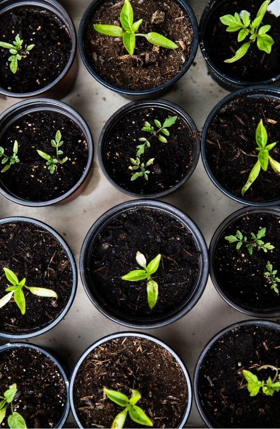 Year-Round Container Gardening