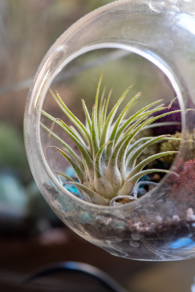 Air Plants