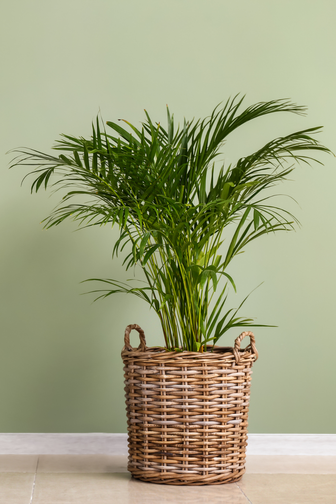 Areca Palm