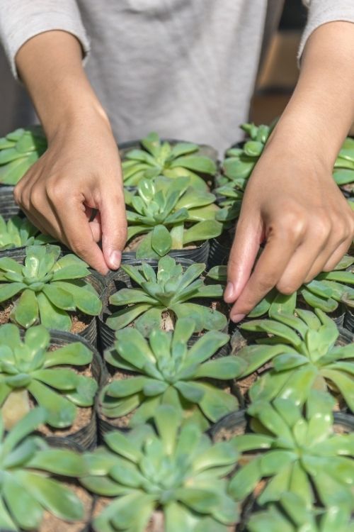 Choose Plants That Suit Your Growing Conditions