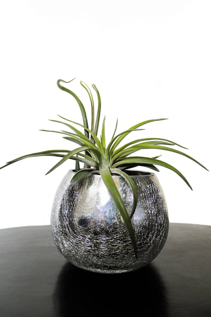 air plants