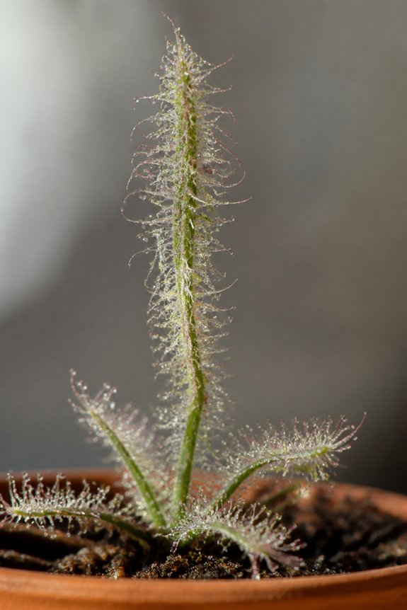 carnivorous plant insect trap