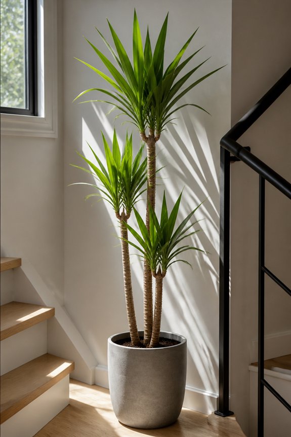 compact architectural houseplants