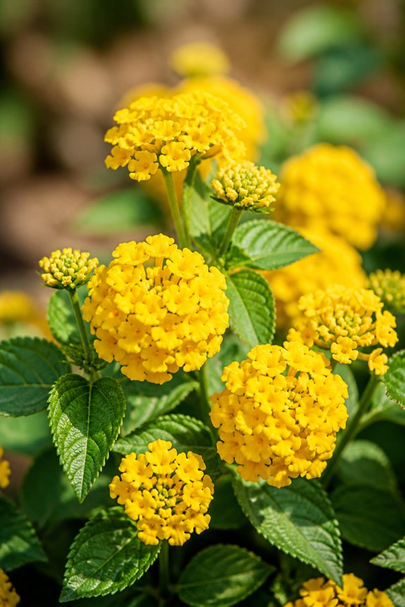 heat tolerant butterfly attracting perennial