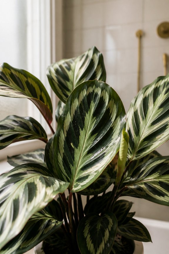 humidity loving decorative foliage