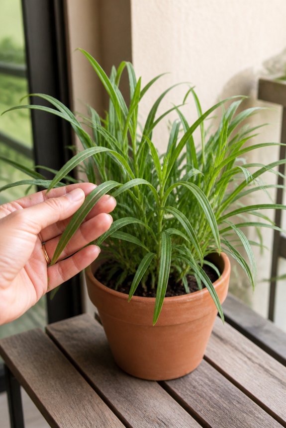 lemon scented mosquito repellent plant