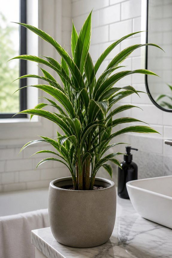 low maintenance air purifying plants