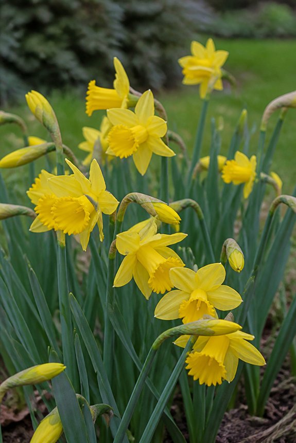 reliable yellow spring bulbs
