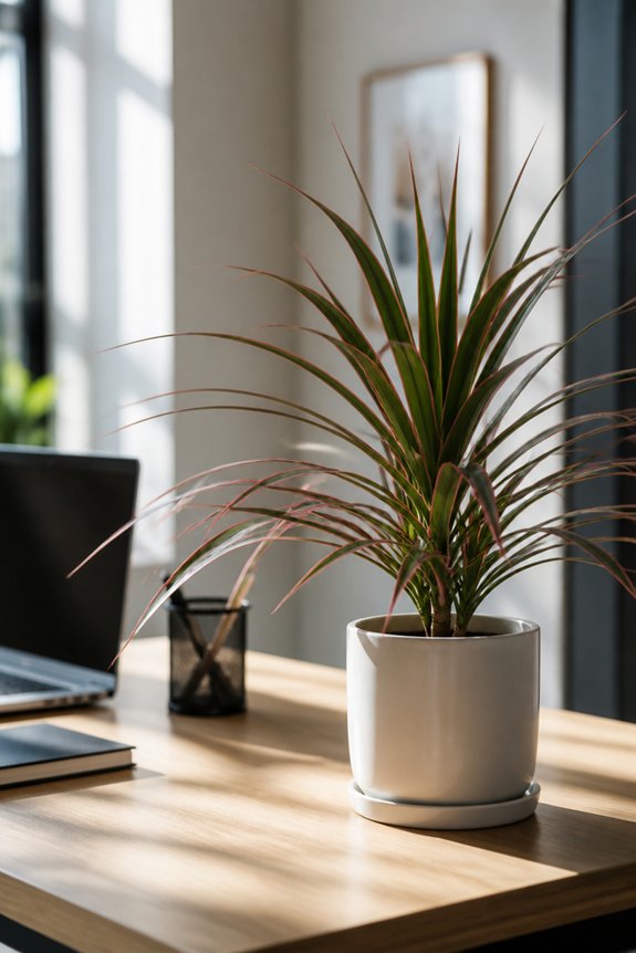 stylish low maintenance office plant
