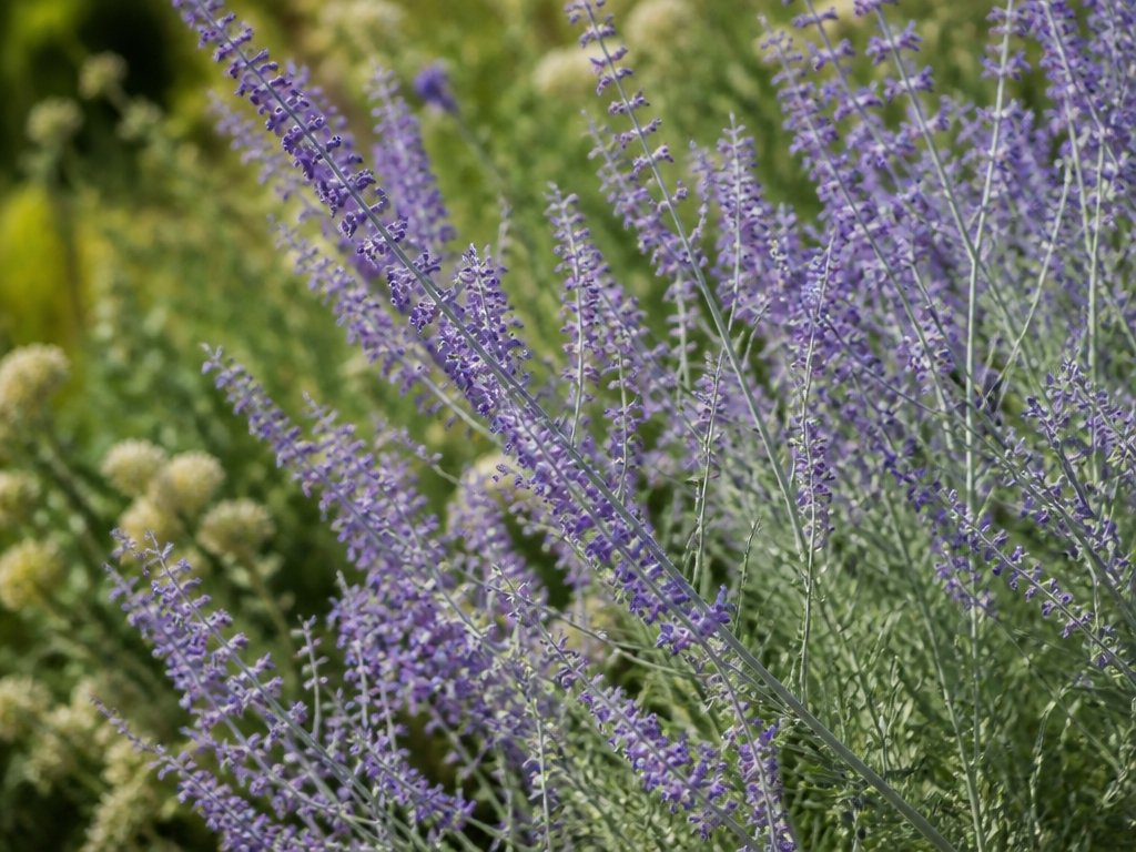 airy blue purple perennial beauty