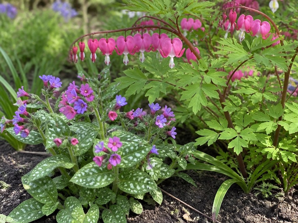 bleeding hearts and lungwort