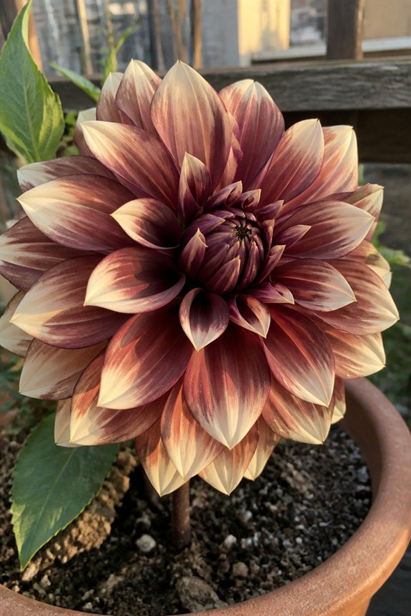 chocolate burgundy layered blooms