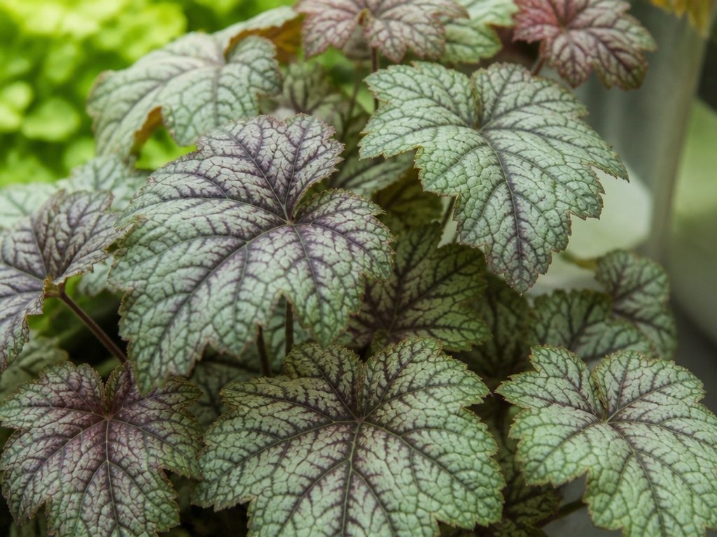 chocolate marked shade perennial