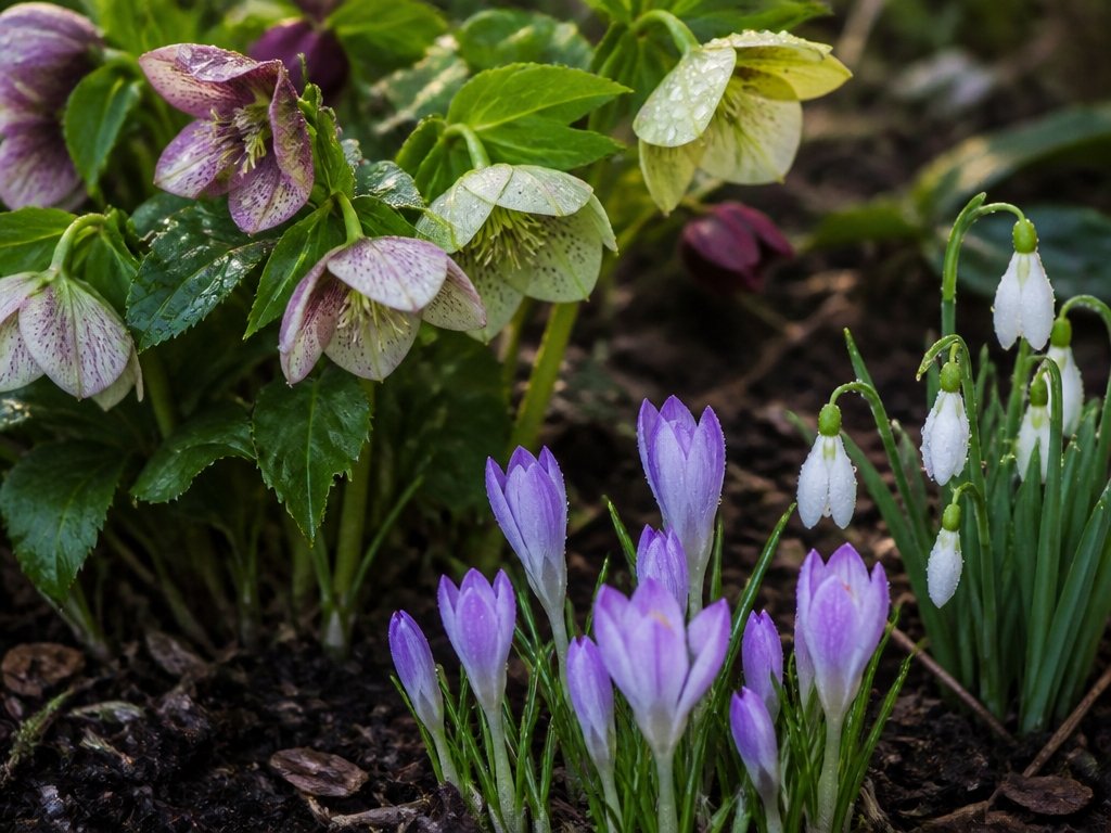 cold hardy bulbs and hellebores