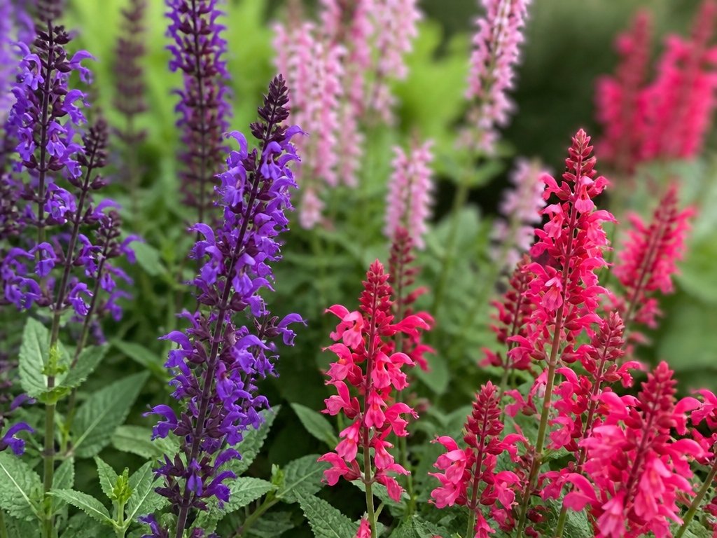 colorful spiky perennial flowers