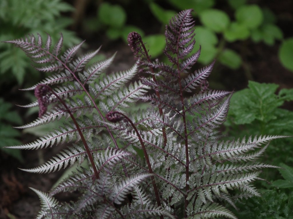 colorful textured athyrium ferns