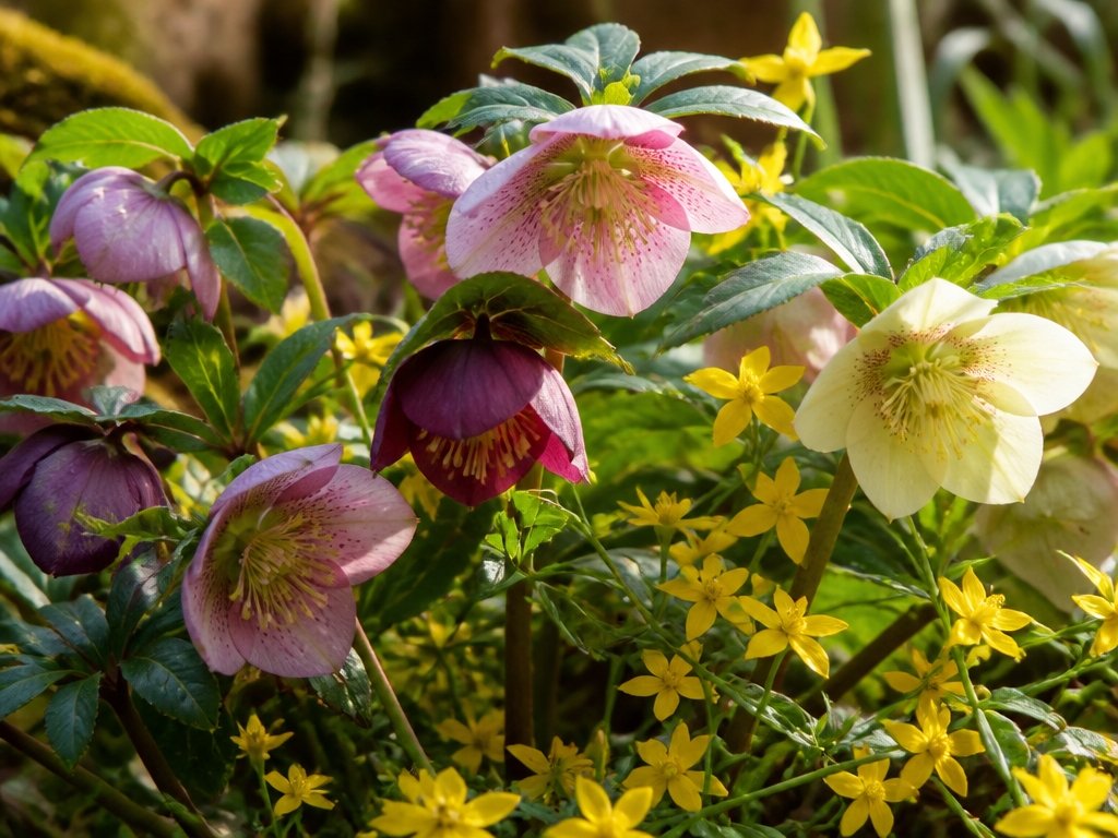 colorful winter garden blooms