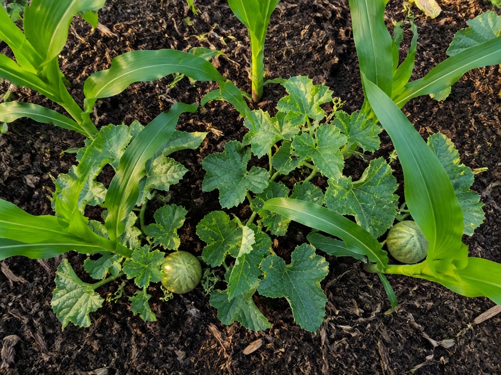 corn supports climbing melons