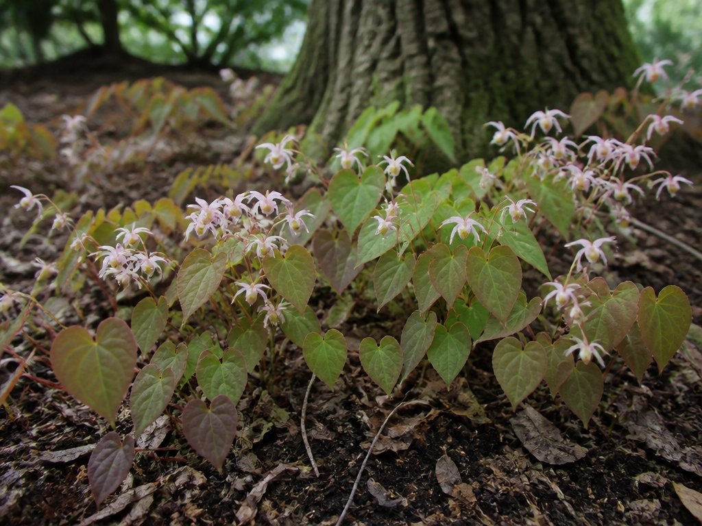 deer resistant shade loving plant