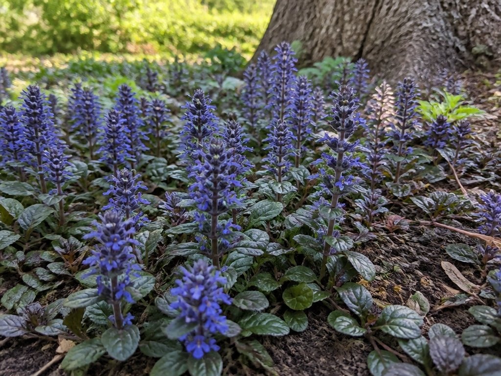 dense shade ground cover